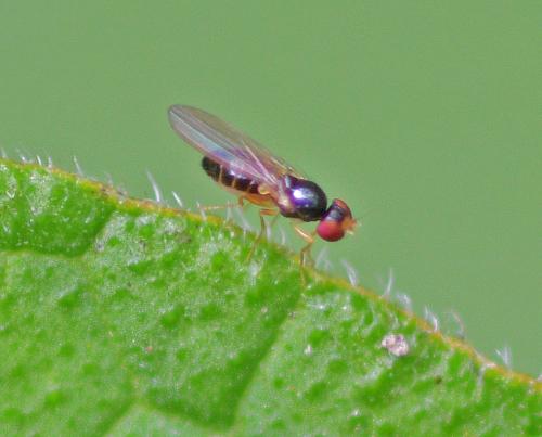 Réf. 353 779 : Paranthomyza nitida